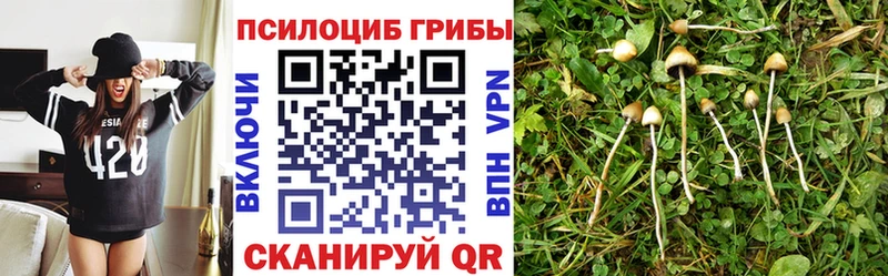 Купить закладки  Почеп  Псилоцибиновые грибы мицелий 